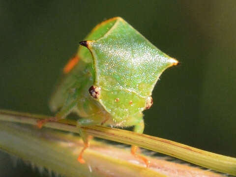 Image of Buffalo treehopper