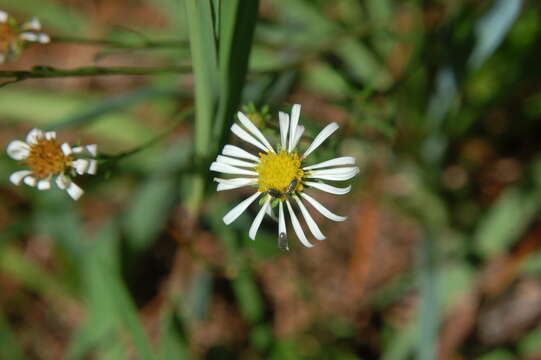 Image of Symphyotrichum bullatum (Klatt) G. L. Nesom