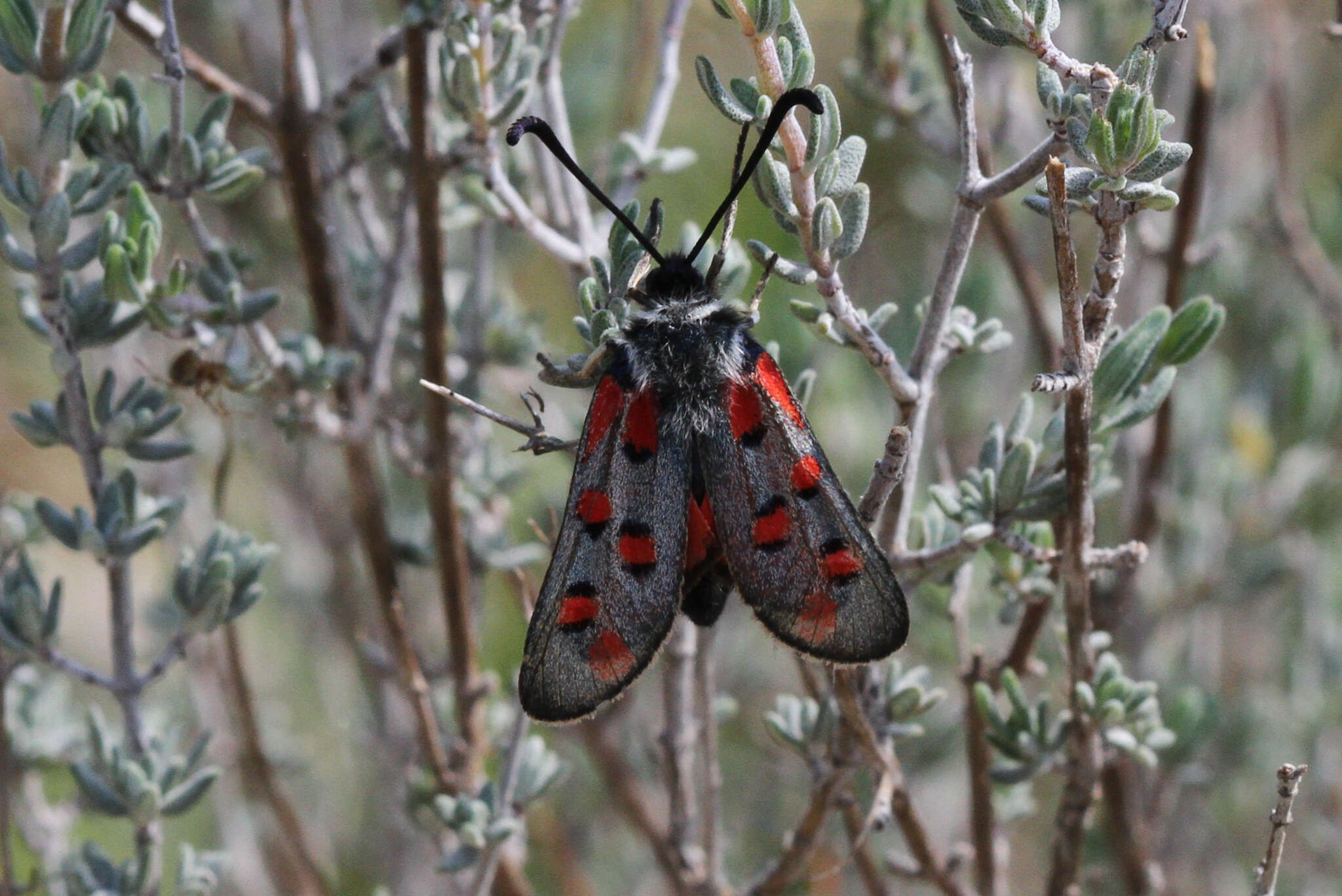 Image of Zygaena rhadamanthus Esper 1793