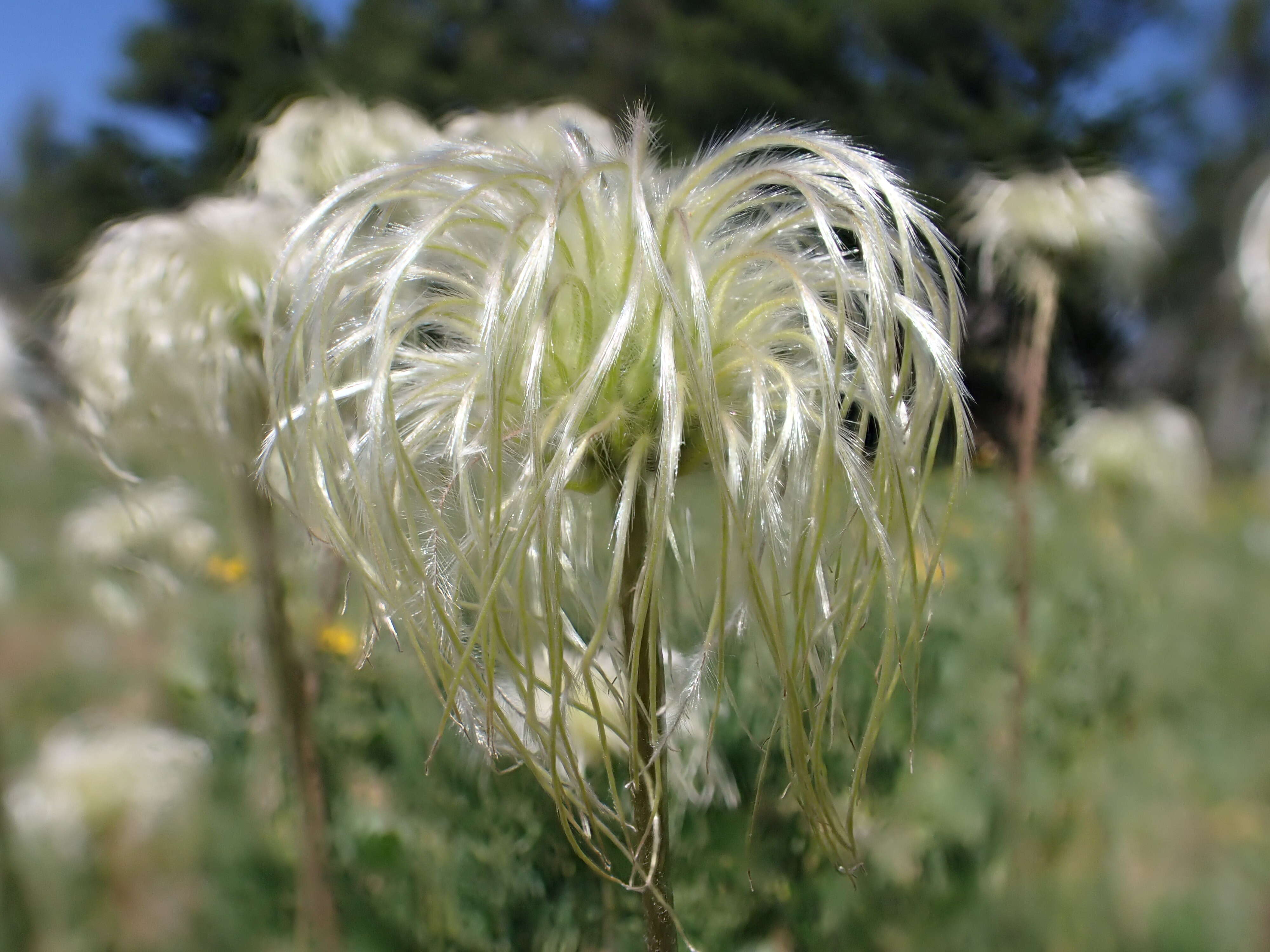 Image of hairy clematis