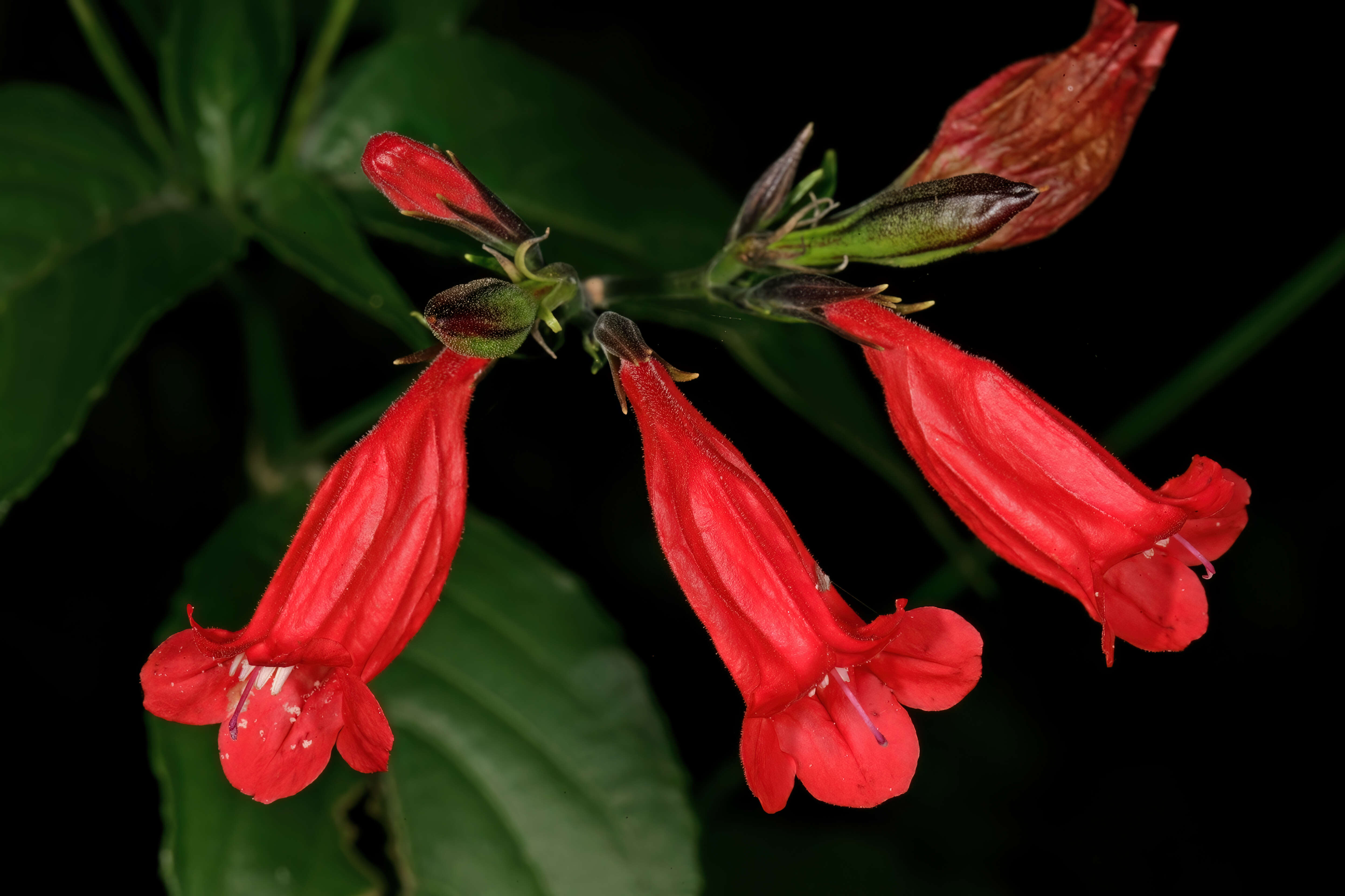 Image of tropical wild petunia