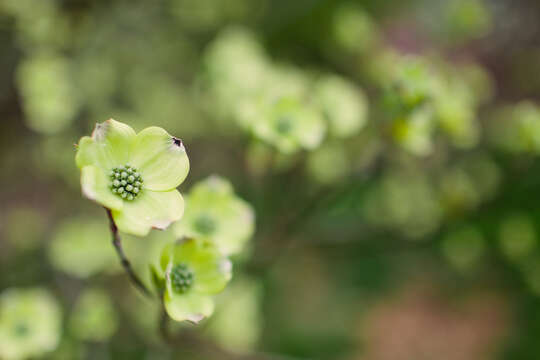 Image of flowering dogwood