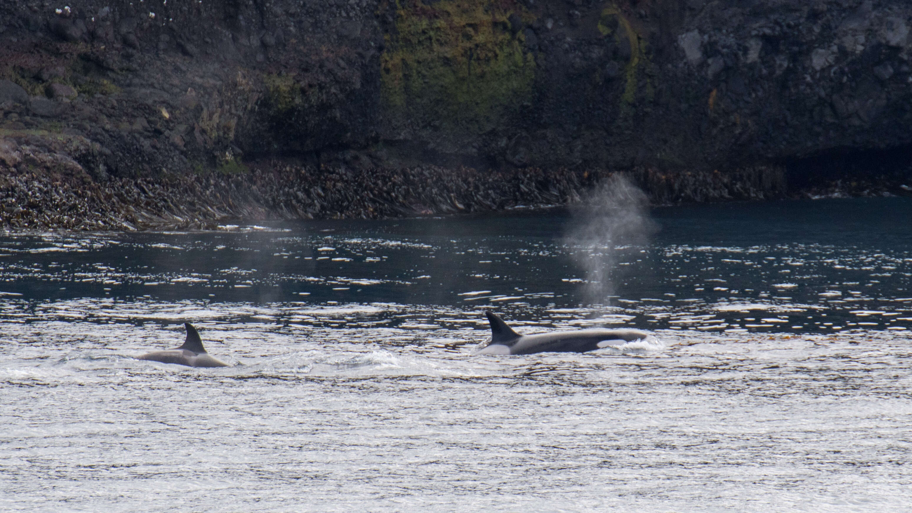 Image of killer whale