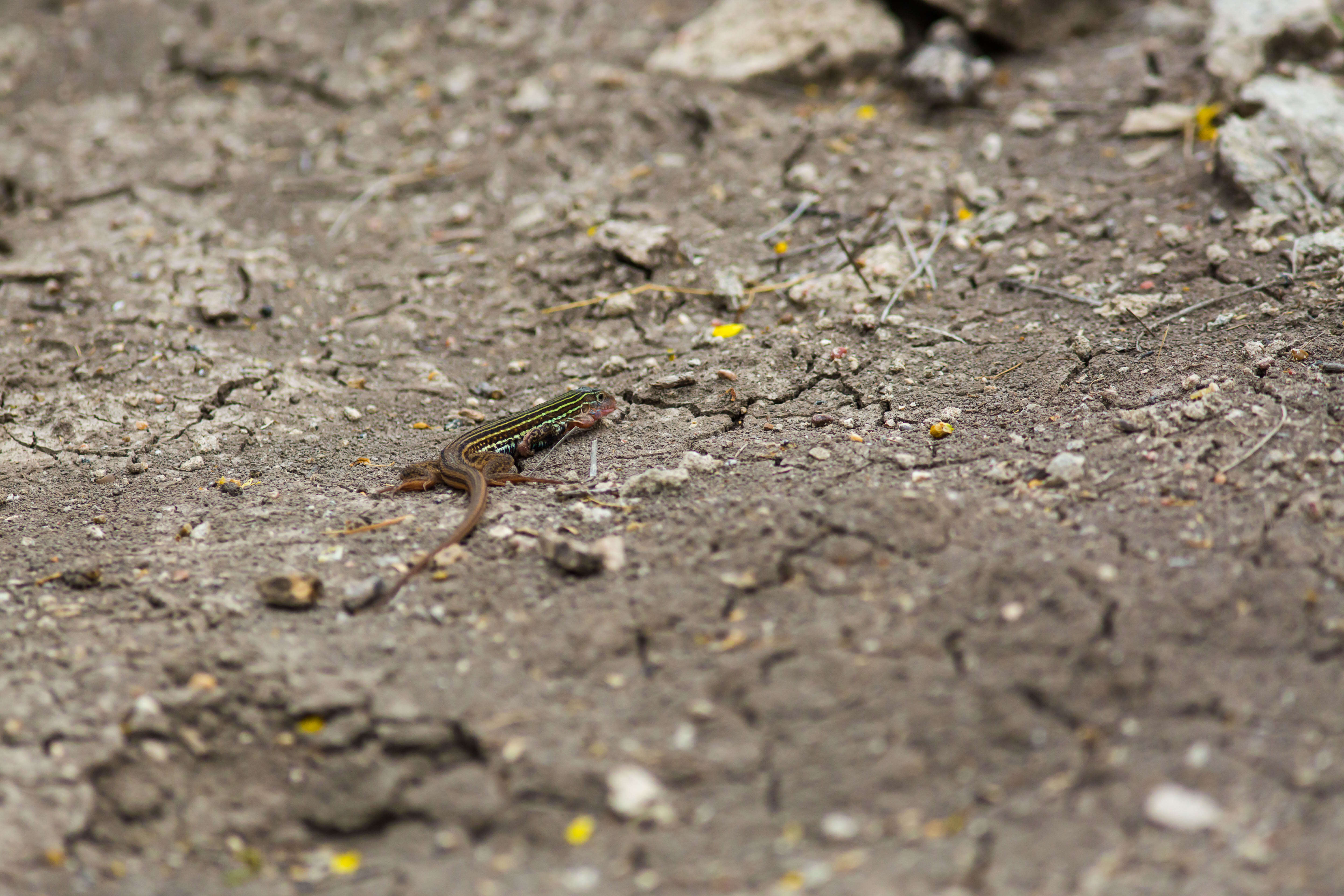 Image of Common Spotted Whiptail