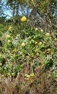 Image of silky-haired pincushion