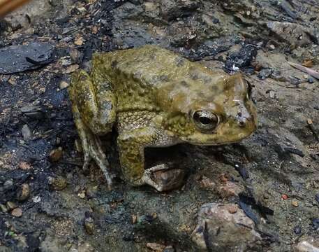 Plancia ëd Sclerophrys Tschudi 1838