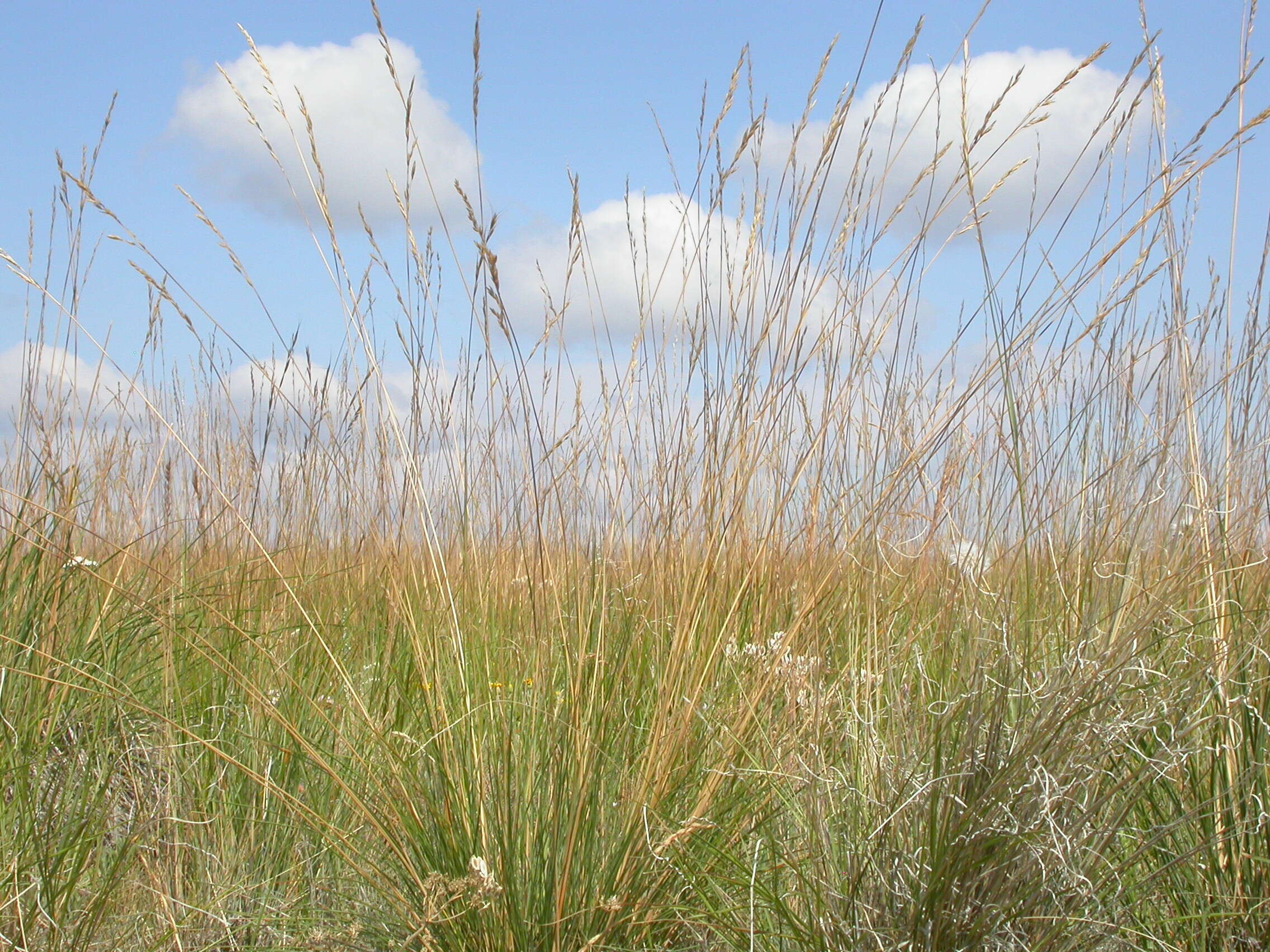 Plancia ëd Festuca campestris Rydb.