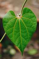 Image of Aristolochia didyma S. Moore