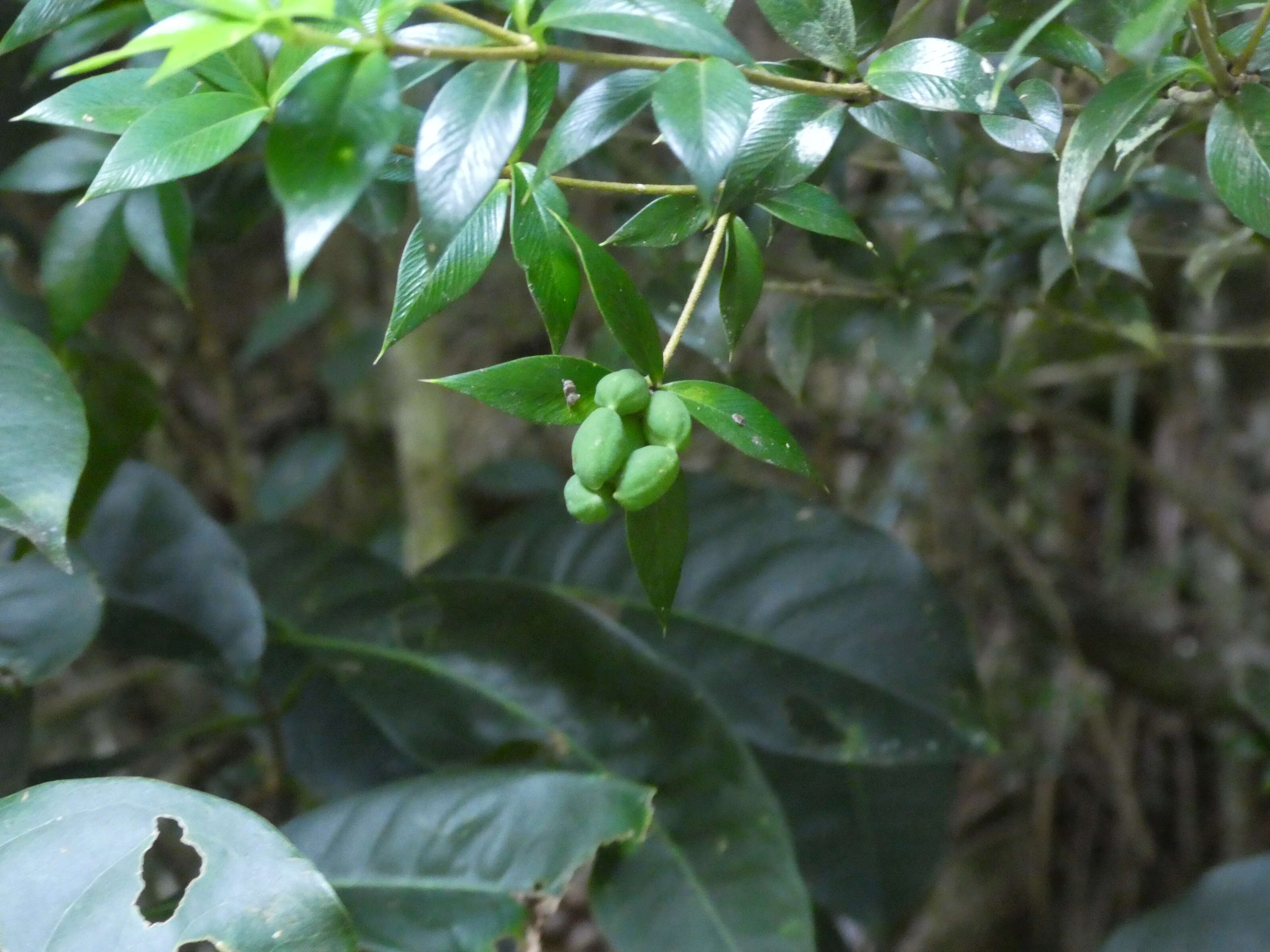 Image of Chain Fruit