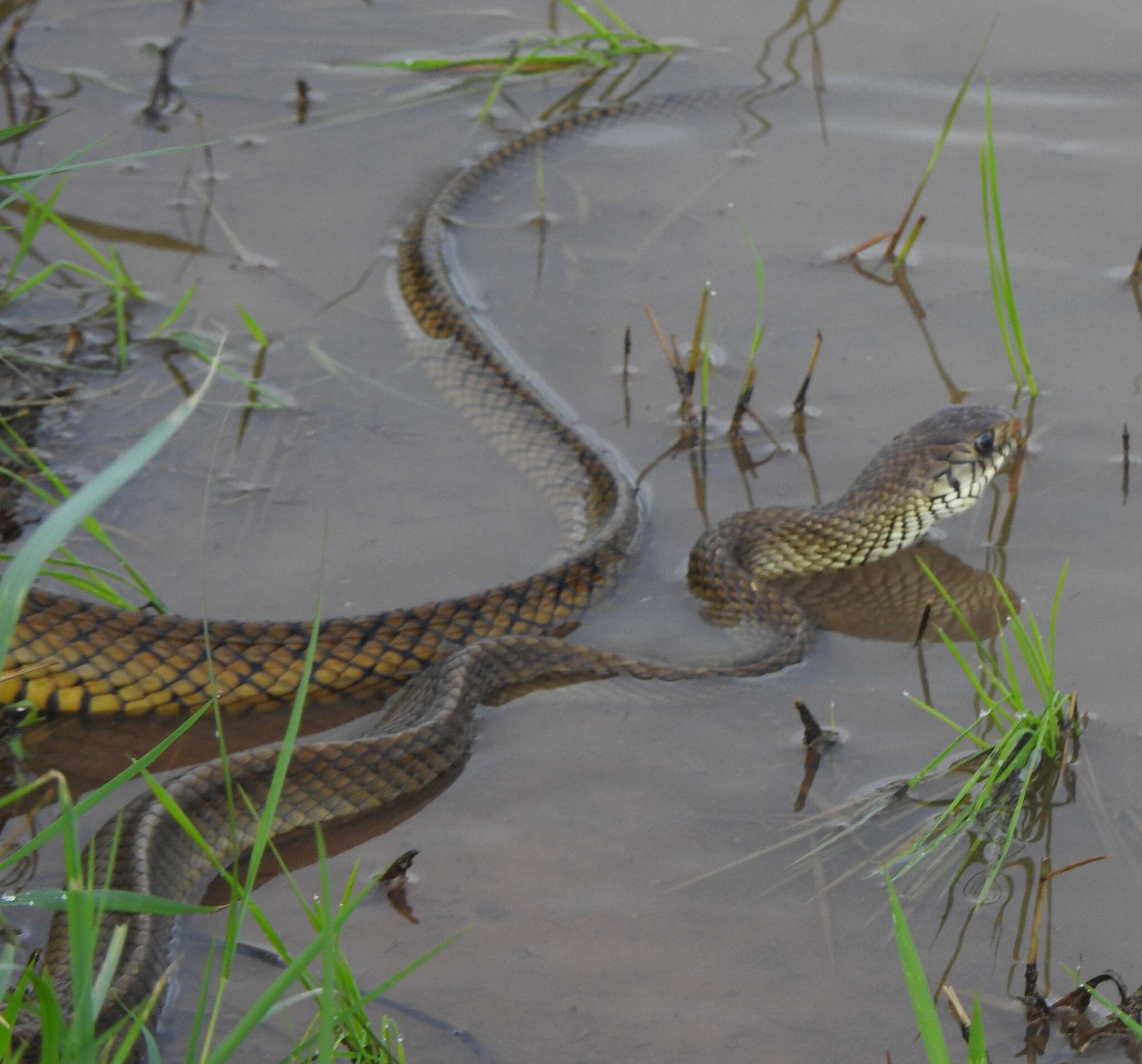 Image of Asiatische Rattenschlange