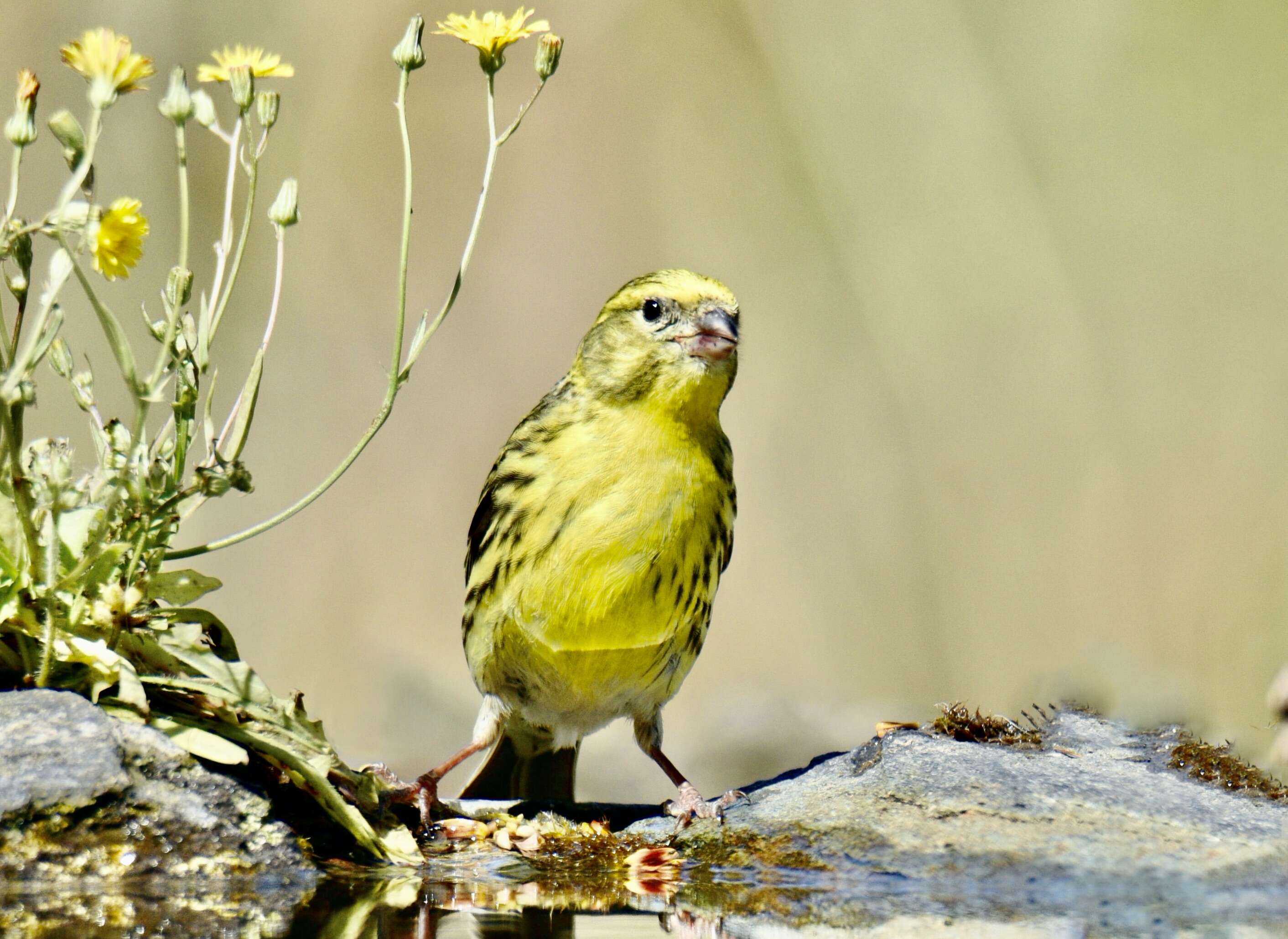 Image of serin, european serin