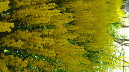 Image of Goldenchain Tree