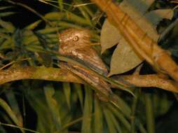 Image of Palawan Frogmouth