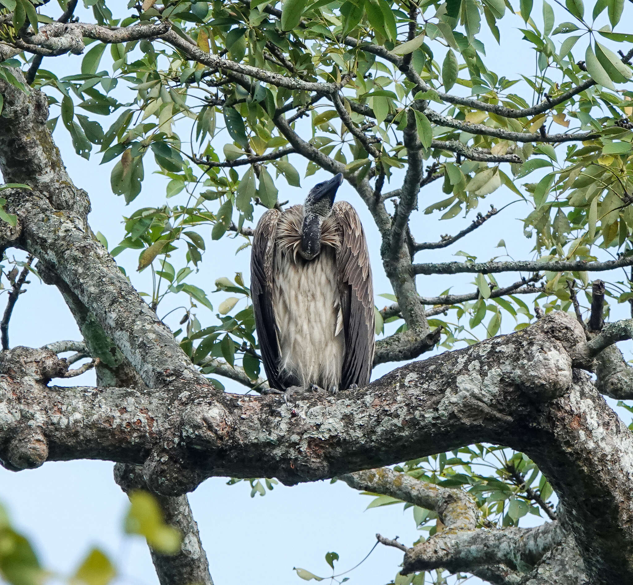 Image of Slender-billed Vulture