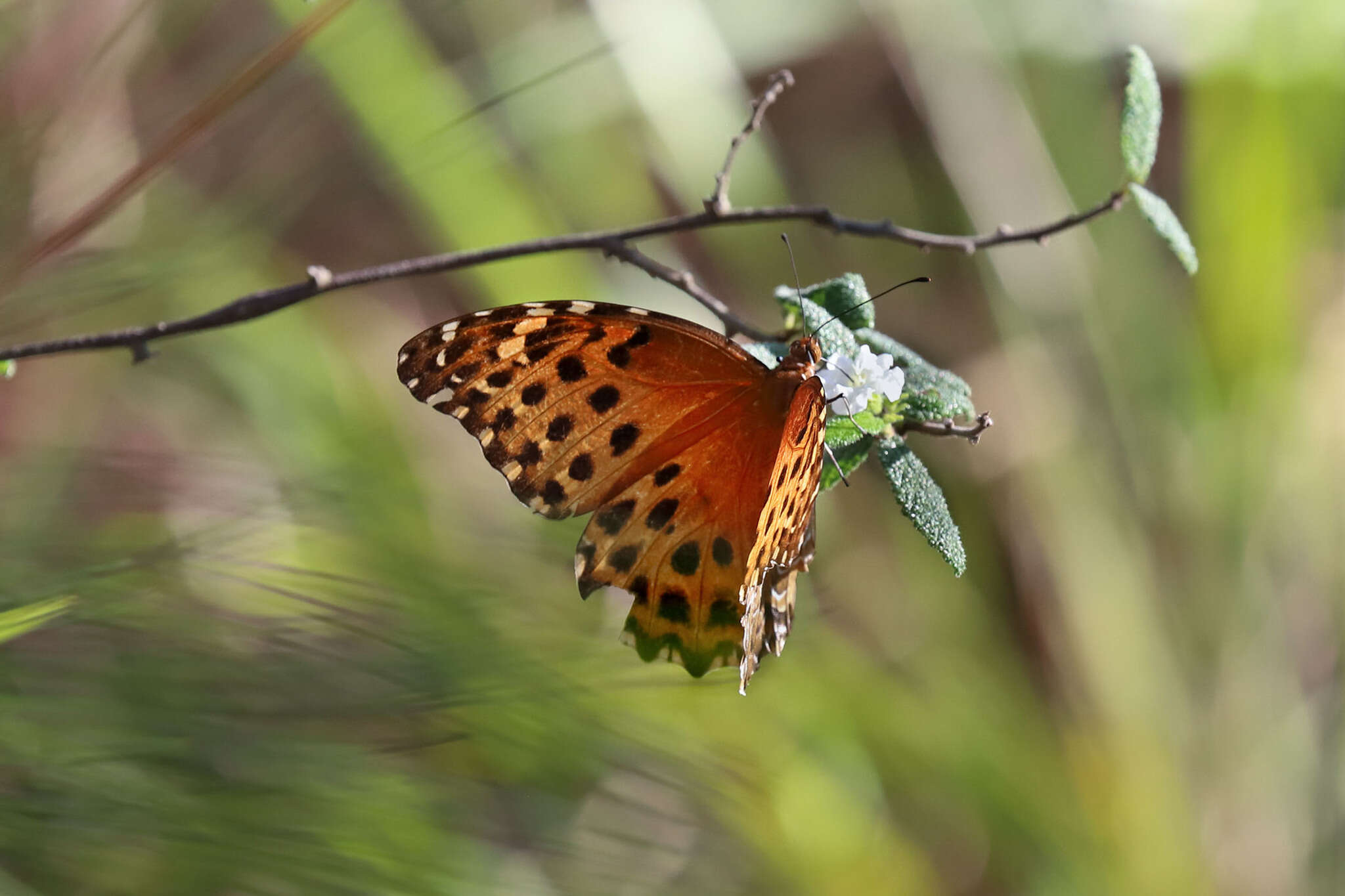 Image of Anetia pantheratus