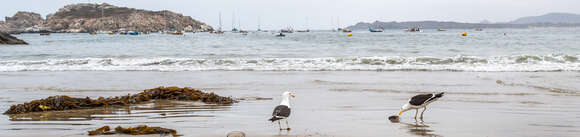 Image of Kelp Gull