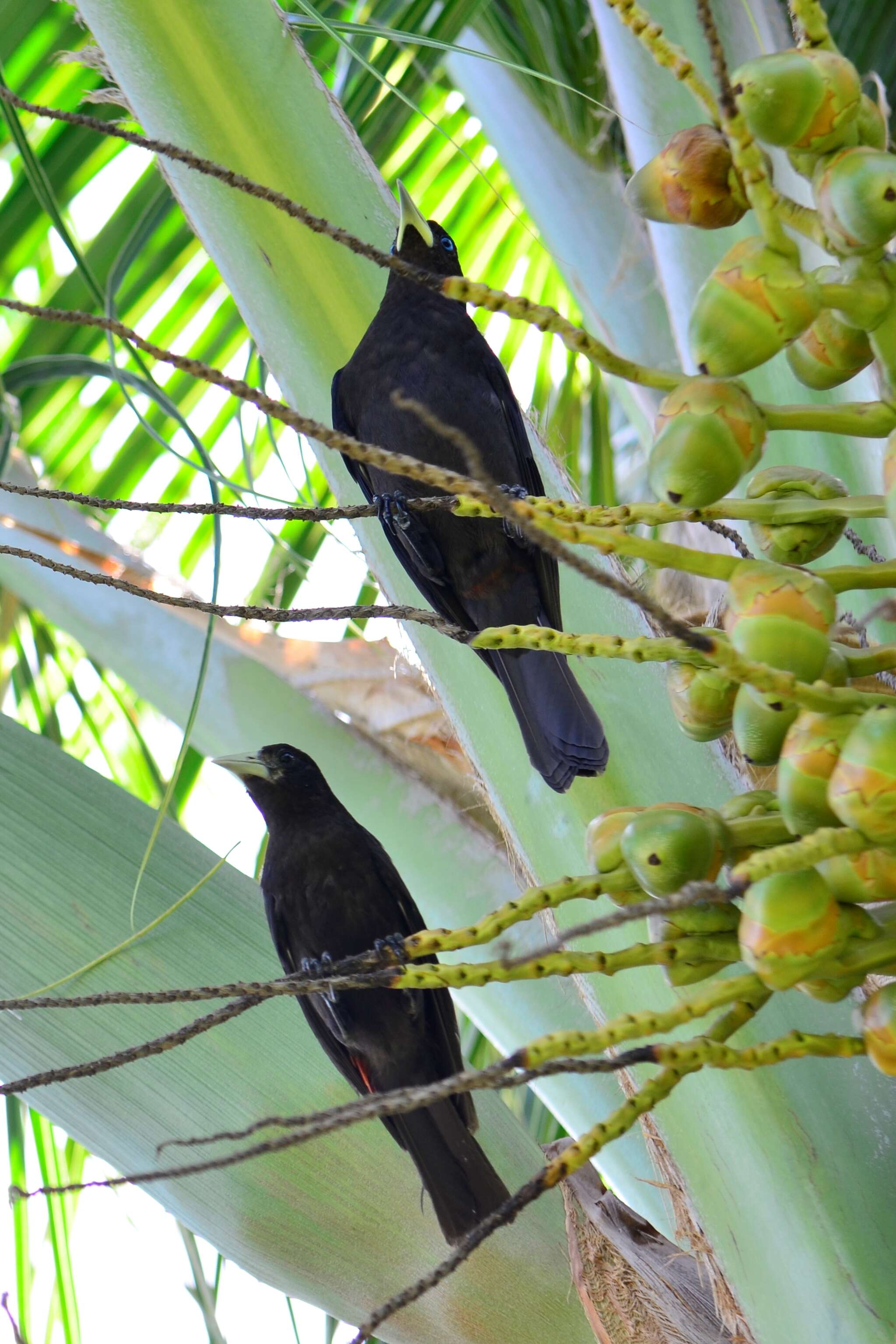 Image of Red-rumped Cacique