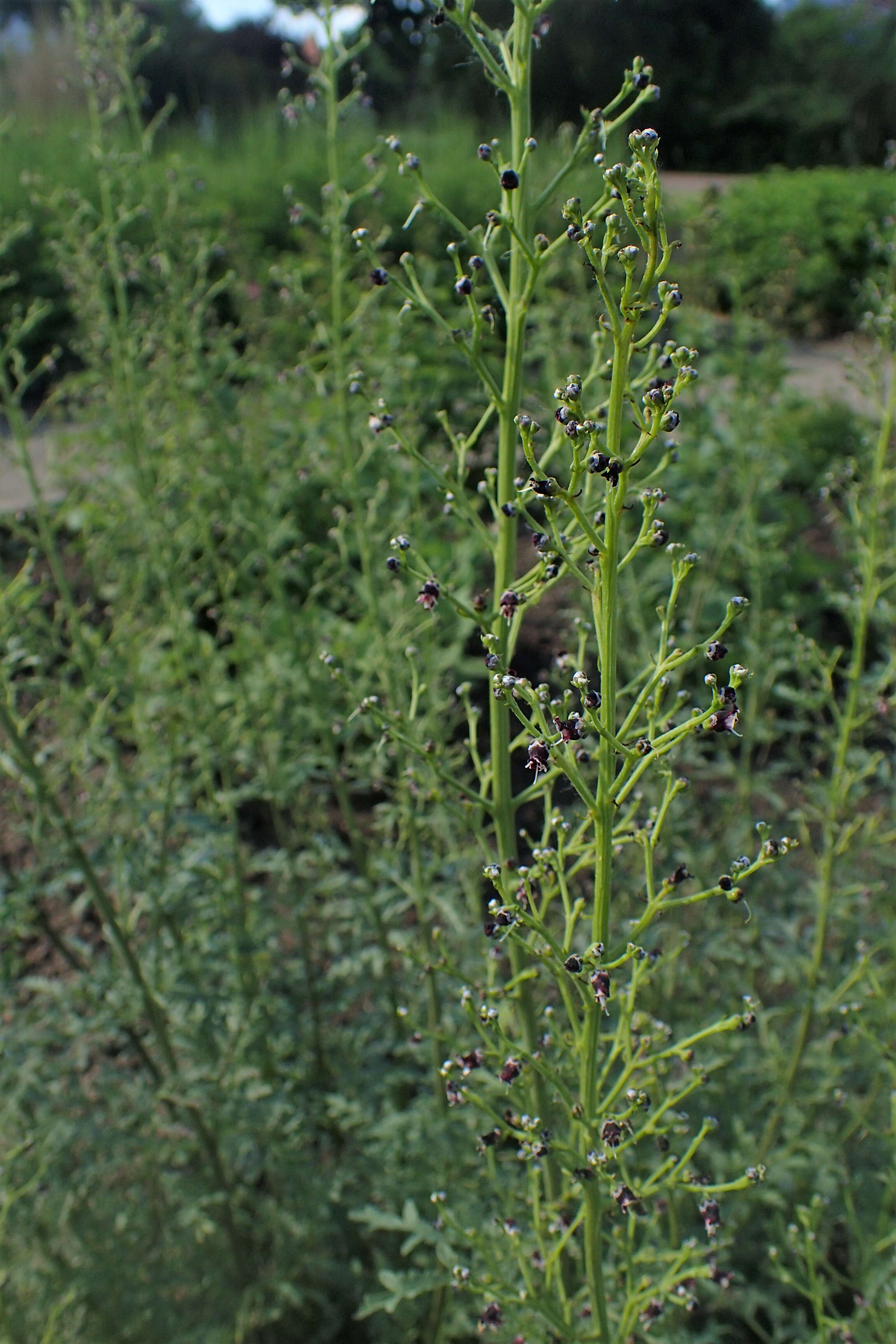 Scrophularia canina L. resmi