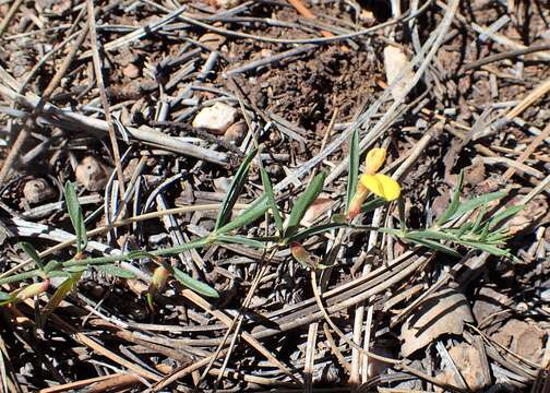 Image of Wright's deervetch