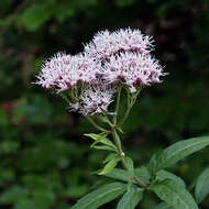 Image of hemp agrimony