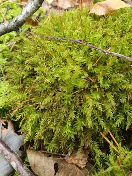 Image of horn calcareous moss