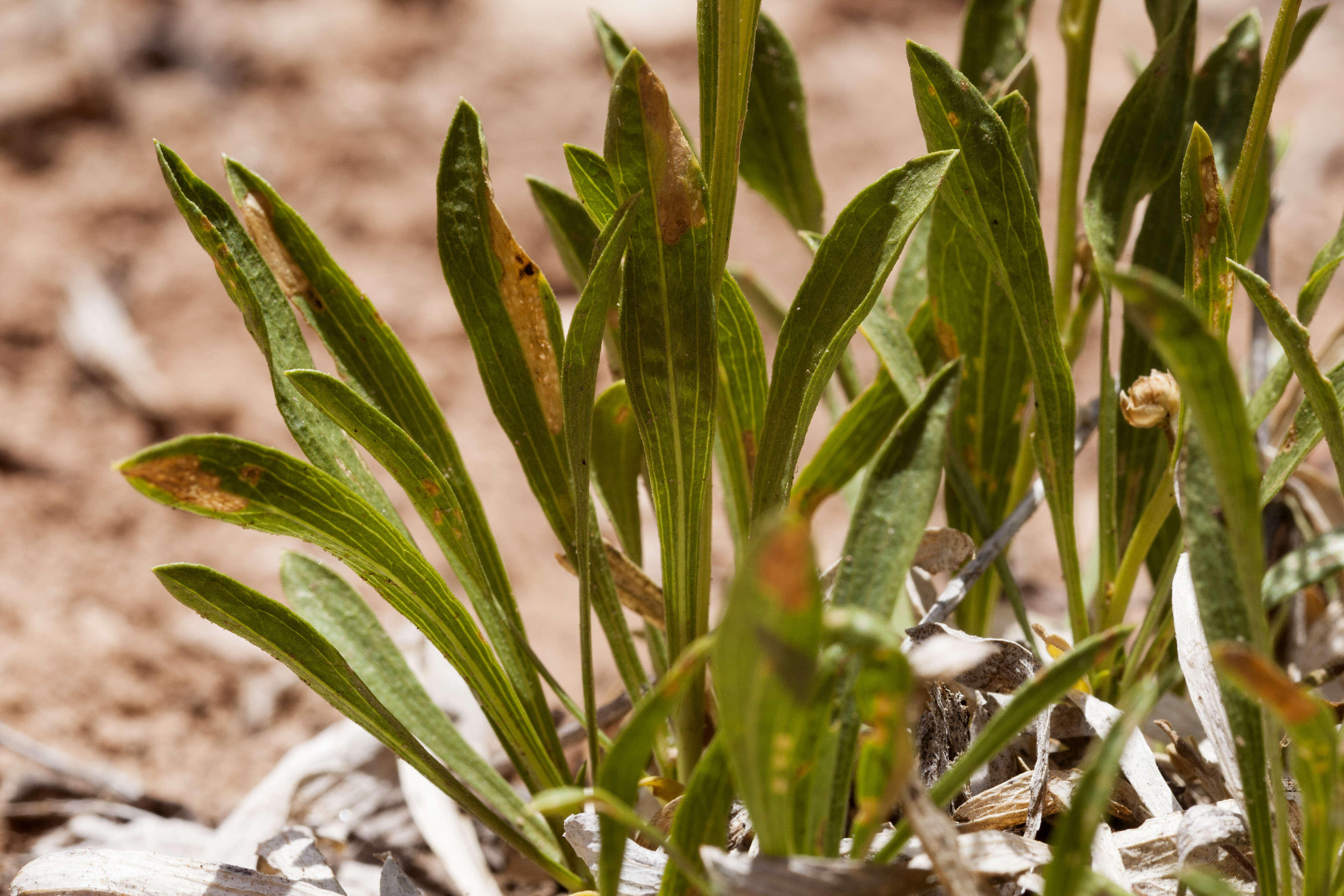 Image of thrift mock goldenweed