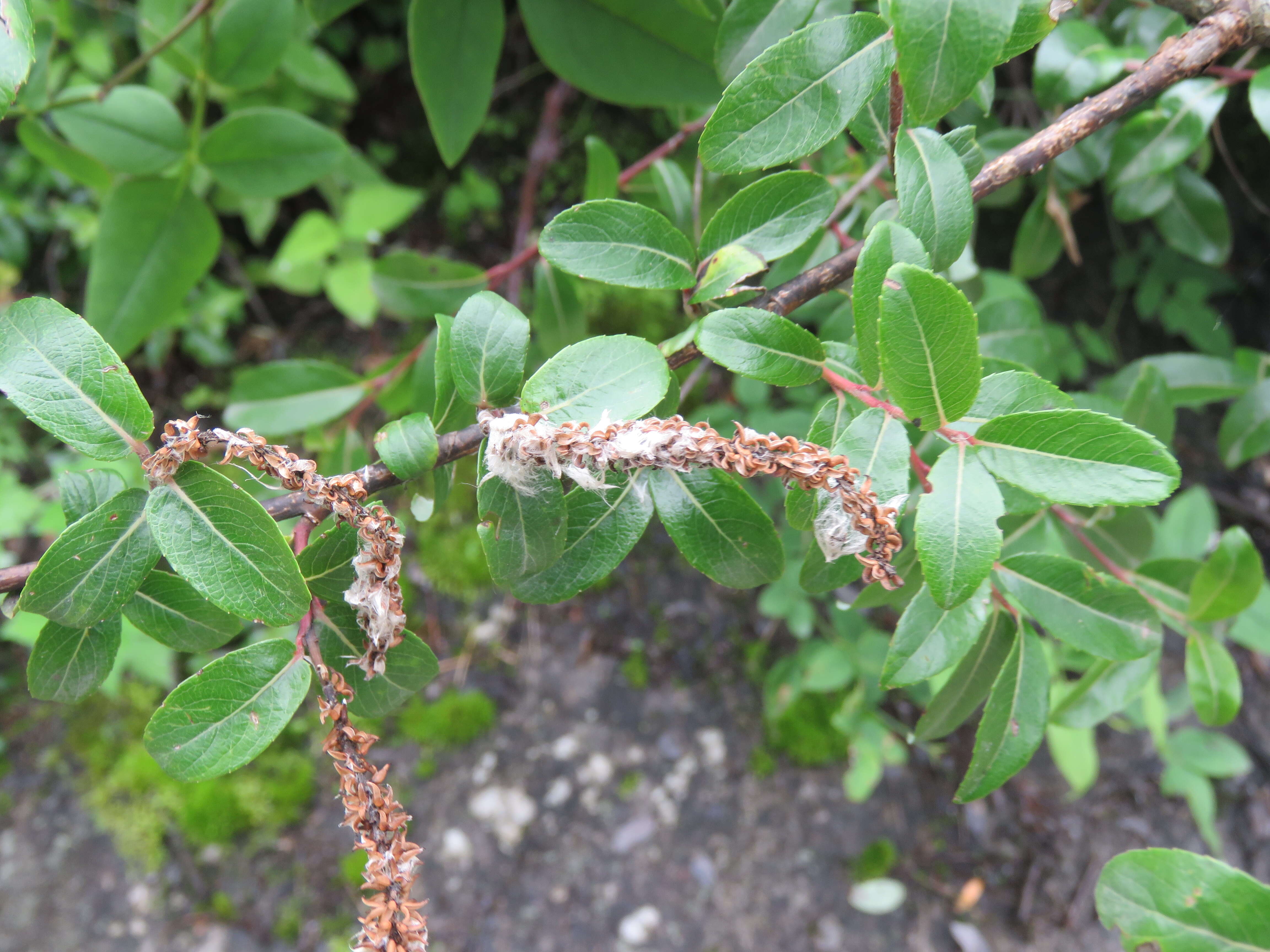 Image of Salix denticulata Andersson