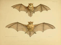 Image of Eastern Forest Bat