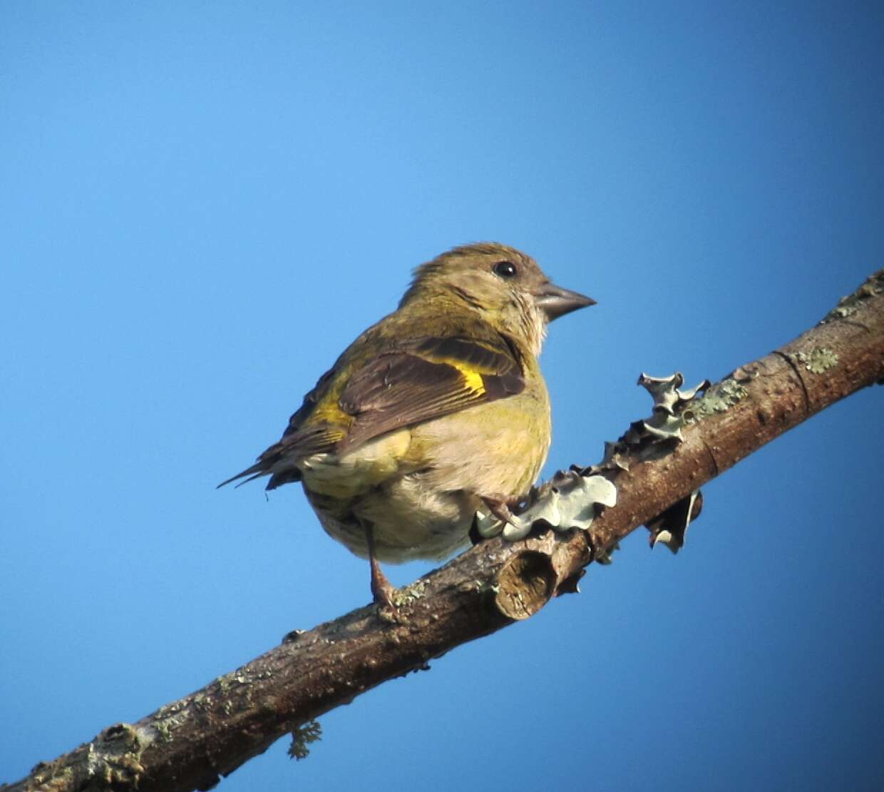 Imagem de Spinus xanthogastrus (Du Bus de Gisignies 1855)