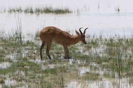 Image of Bohor Reedbuck