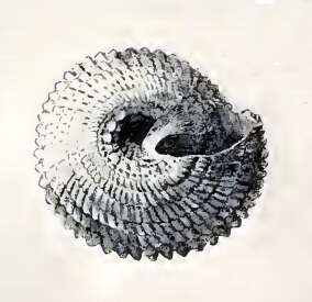 Image of Dentistyla dentifera (Dall 1889)