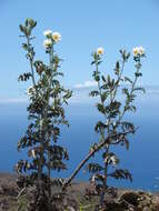 Image of Hawaiian prickly poppy