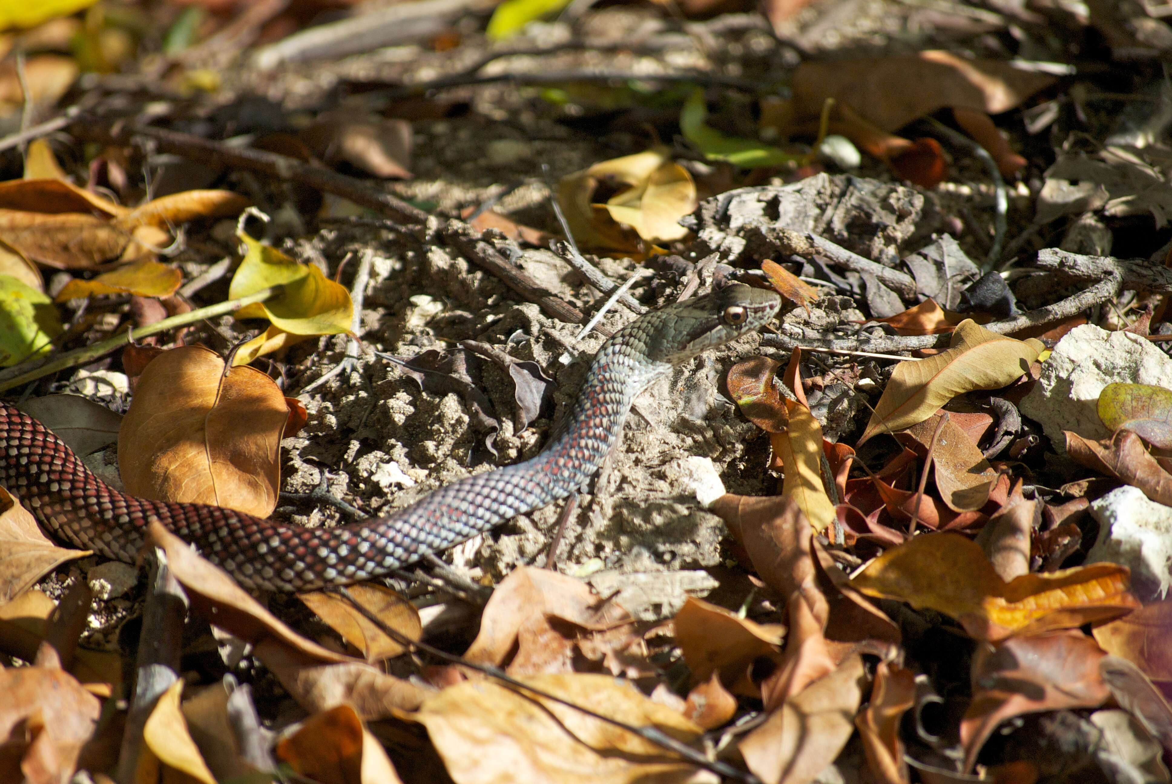 Image of Cubophis caymanus (Garman 1887)