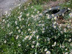 Image of field aster