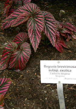 Image of Begonia brevirimosa Irmsch.