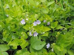 Image of Wood speedwell