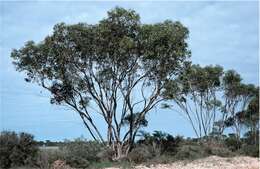 Image of Hopetoun Mallee