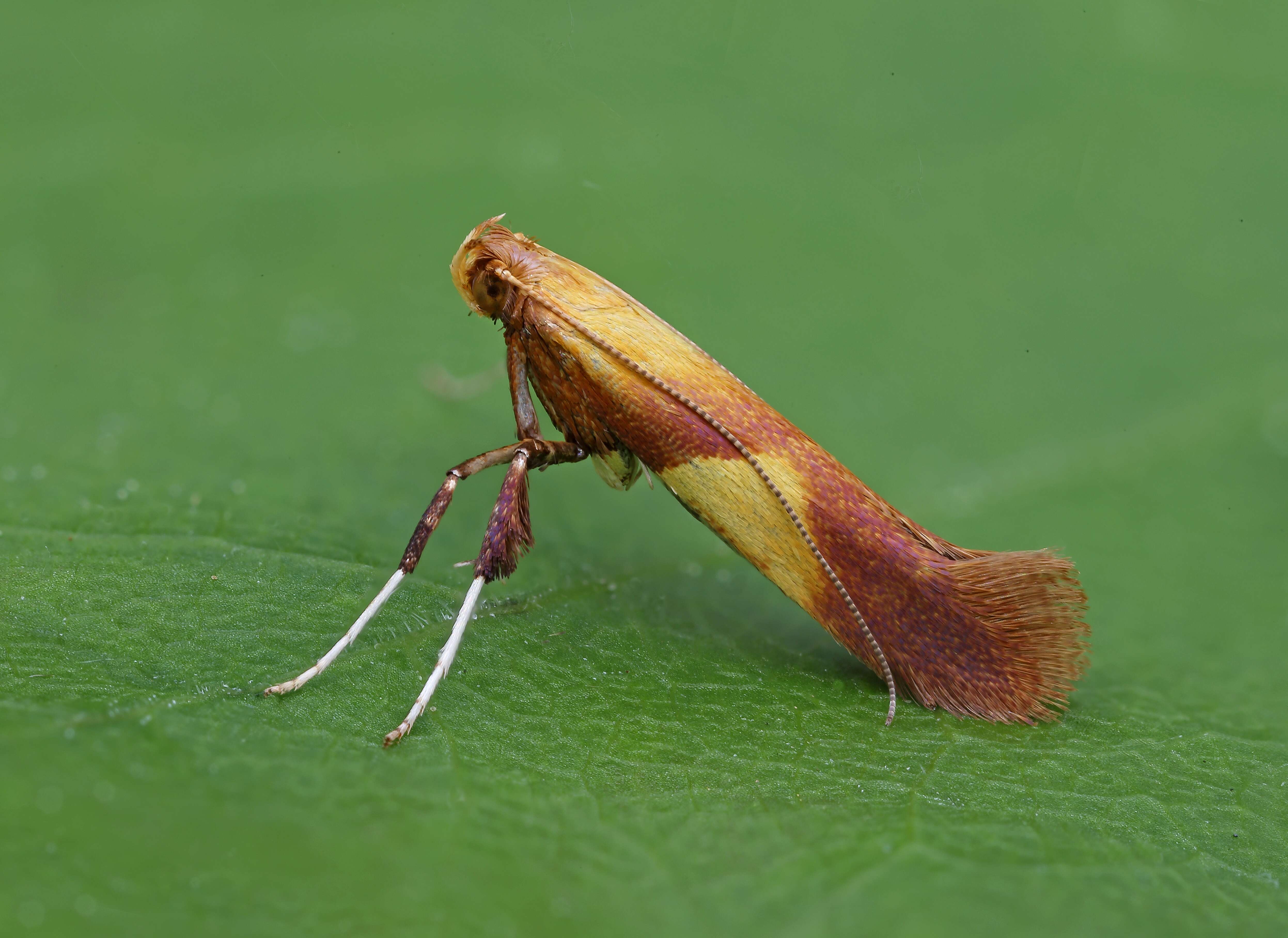 Image of Caloptilia robustella Jäckh 1972