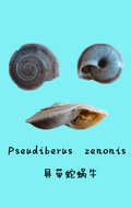 Image of Pseudiberus zenonis
