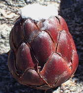 Image of Protea vogtsiae Rourke