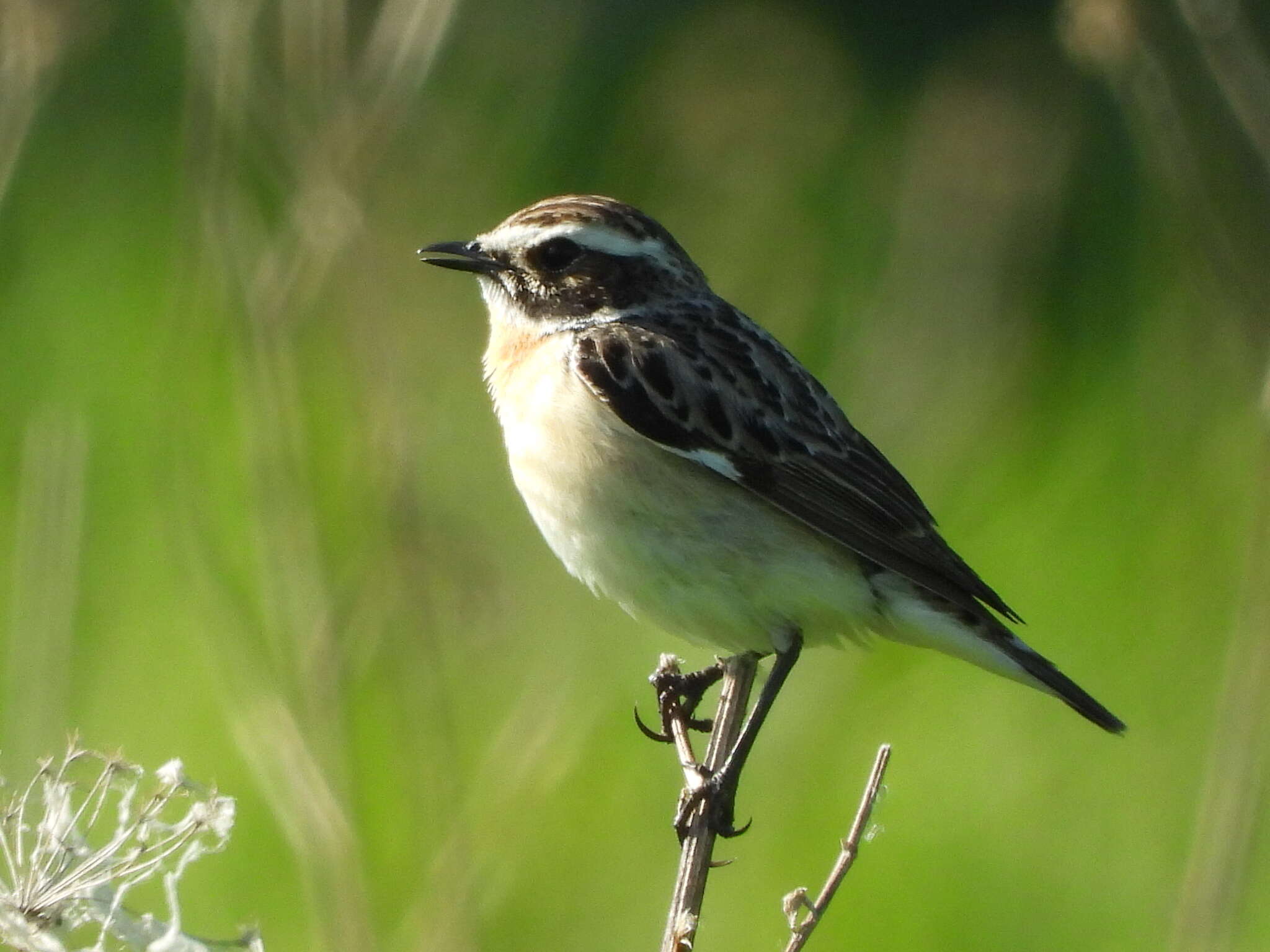 Image of Whinchat