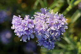 Image of bluehead gilia