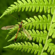 Nephrotoma pedunculata (Loew 1863) resmi