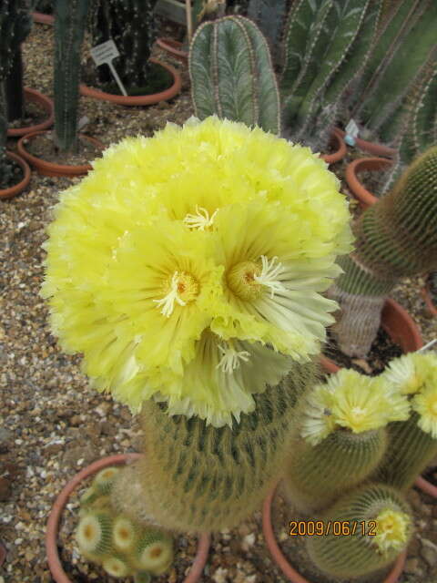 Image of Parodia lenninghausii (F. Haage) F. H. Brandt ex Eggli & Hofacker