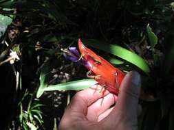 Image of Tillandsia multicaulis Steud.