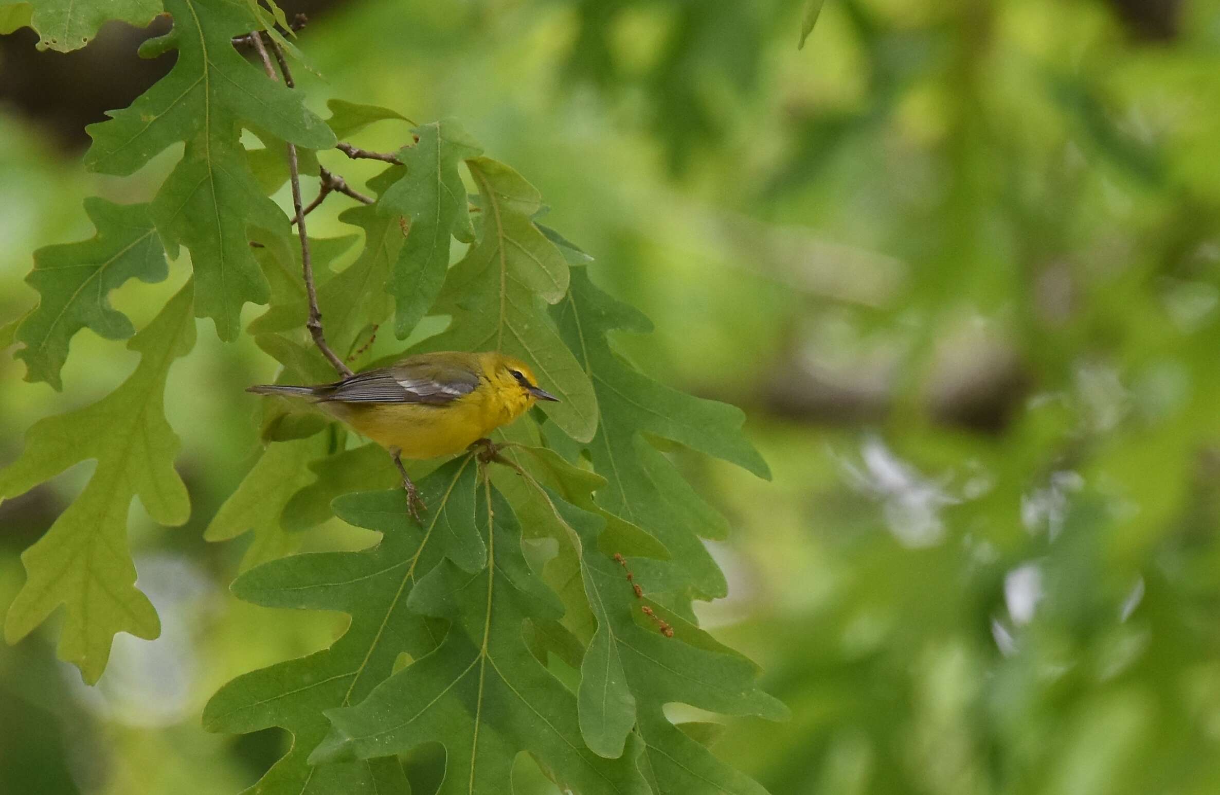 Image of Blue-winged Warbler