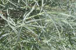 Artemisia filifolia Torr. resmi