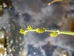 Image of Gray Bog Sedge