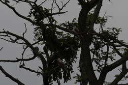 Image of Scissor-tailed Flycatcher