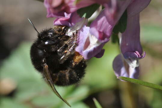 Image of Anthophora plumipes (Pallas 1772)